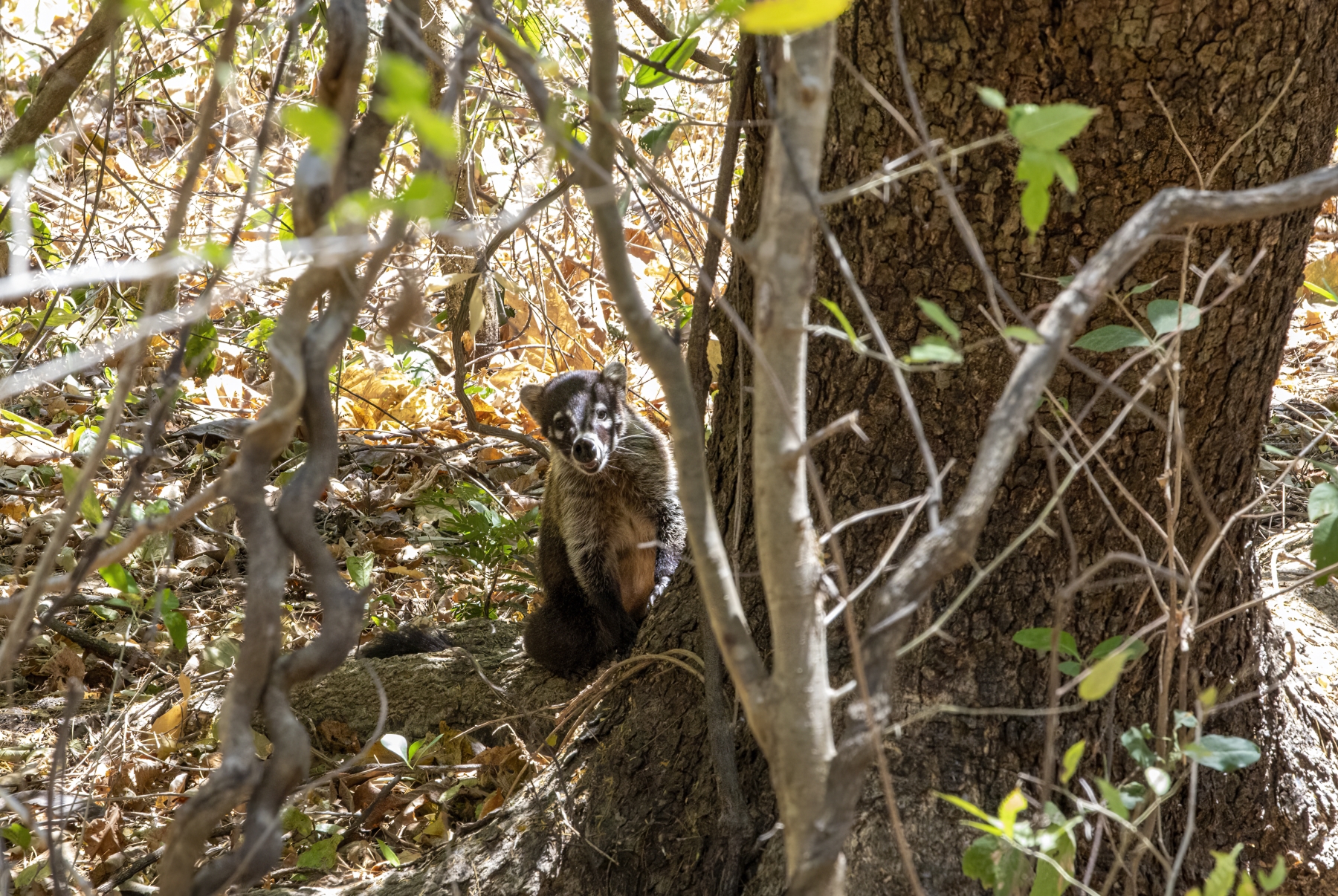 Coatimundi, Palo Verde National Park, Costa Rica
